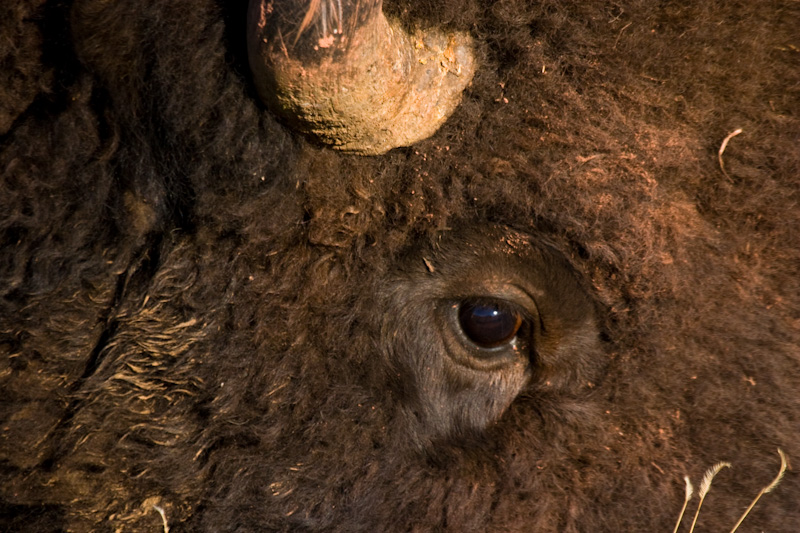 Bison Eye Detail